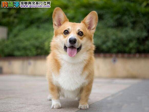 可爱又温顺的柯基犬(Welsh Corgi)