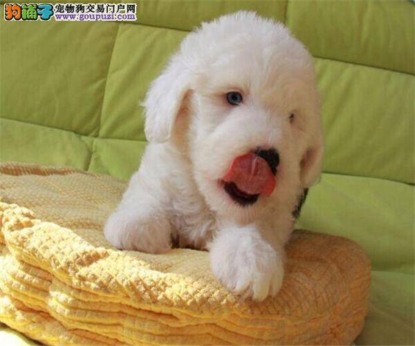 为何传染病会让古代牧羊犬腹泻