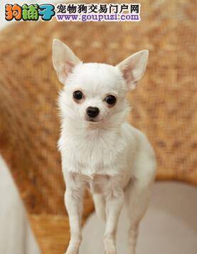 化腐朽为神奇 如何让吉娃娃掌握最佳的学习方式