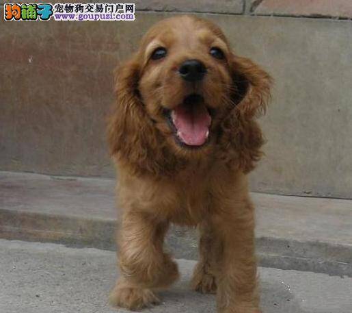 怎样挑选一只适合你的可卡犬