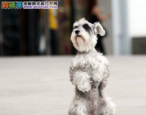 解析雪纳瑞乱叫的原因 快速制定纠正方案