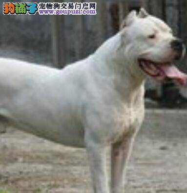 提高警惕 杜高犬呆在空调屋的危害有哪些