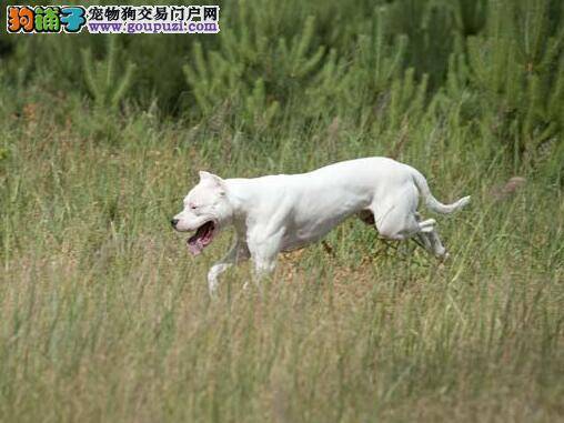 挑选诀窍 教你了解杜高犬的身躯特征