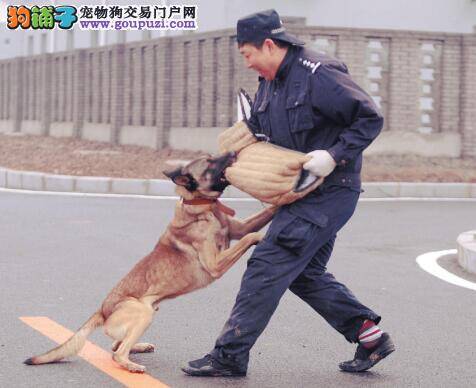 公安局新警犬训练基地在沈阳落成并正式使用