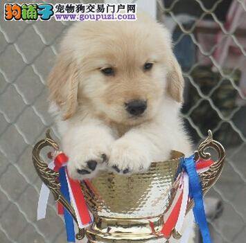 买金毛犬一定要这样做