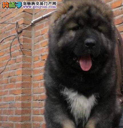 高加索犬最近不喝水有什么方法可以改正吗