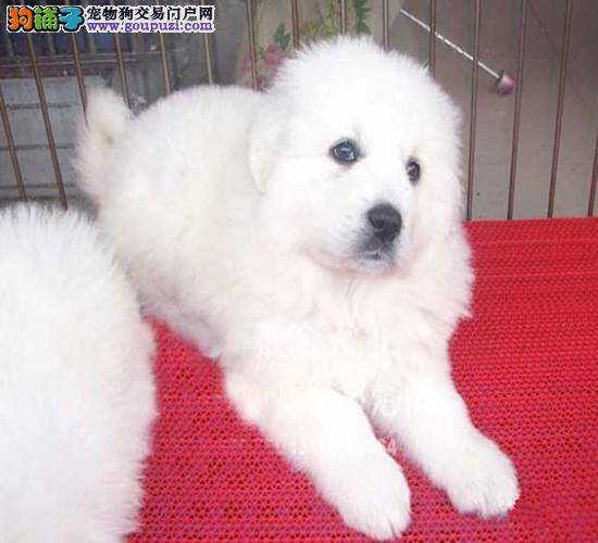 大白熊犬身上有虱子和皮屑，这病严重吗