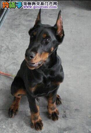 怎样挑选杜宾犬的被毛和颜色