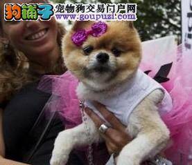 宠物犬狂欢节——北美最大的以狗为主题的室外节日