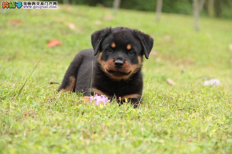 别让疾病侵蚀了罗威纳犬冬季的健康