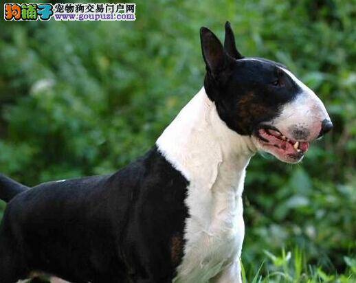 护理一本全 炎热的夏季照顾牛头梗谨记三点