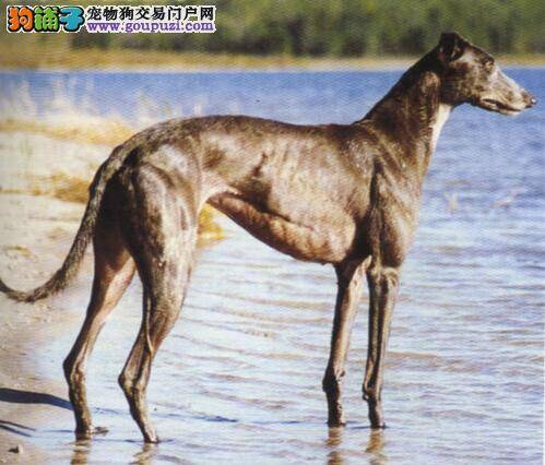 耐心训狗不着急 如何训练格力犬学会作揖