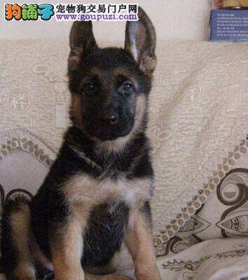 德国牧羊犬患上犬瘟后期应怎样治疗它