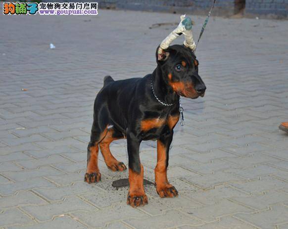 怎样与杜宾犬非常融洽的相处