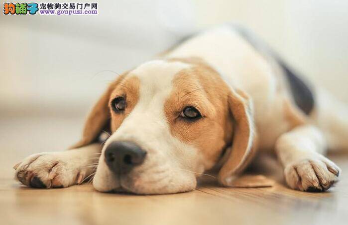 挑选比格犬时几个重点需要注意的特征