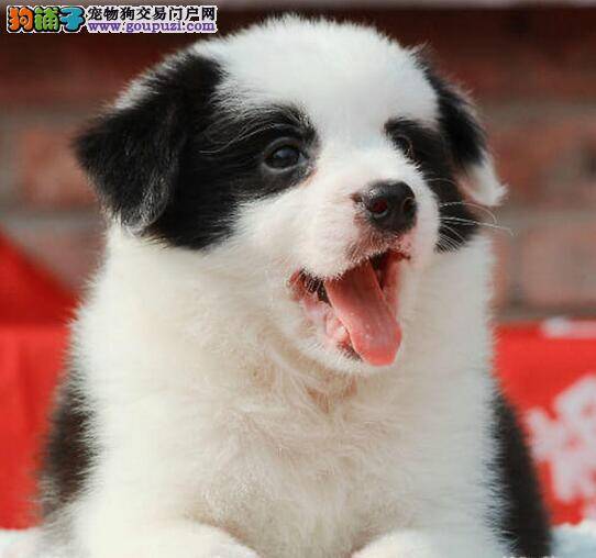 如何训练边境牧羊犬学会一些技能