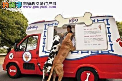 冰淇淋店突发奇想为狗狗私人订制美味冰淇淋