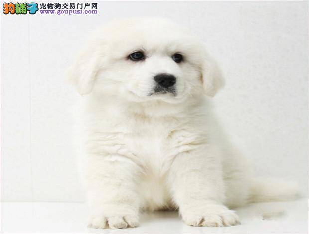 大白熊犬拉肚子对症下药最重要