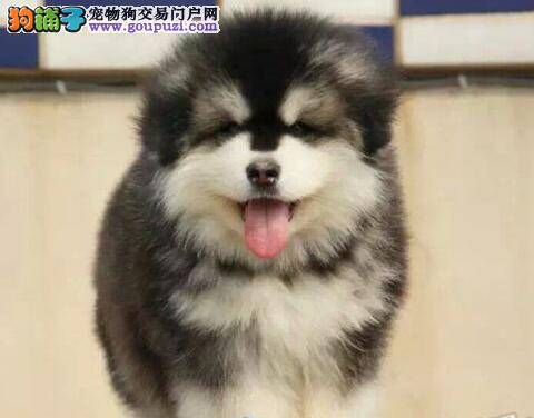 阿拉斯加犬有自己独特的表达方式
