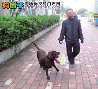 灵犬技能高本领多 主人外出狗狗到处寻找