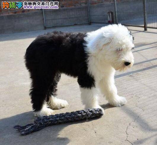 古代牧羊犬睡觉时候总抽搐，没事吧