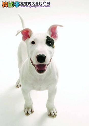 我家牛头梗最近食欲很差应怎么办