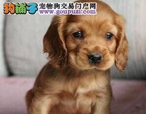 我们家可卡犬拉的便便上有血丝是什么情况