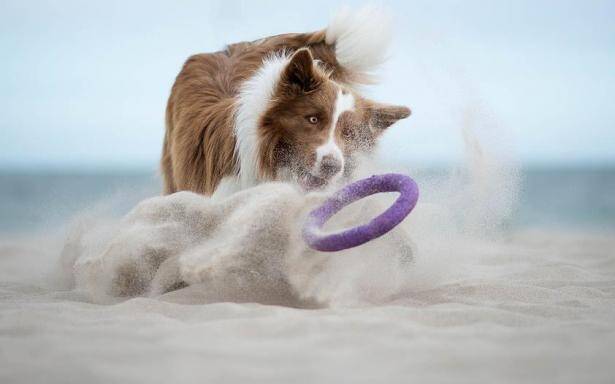 训练边境牧羊犬时不要对它做这两件事儿