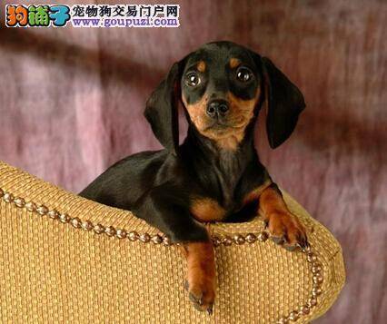 修饰仪容从小做起 给腊肠犬打扮应按照哪些步骤进行