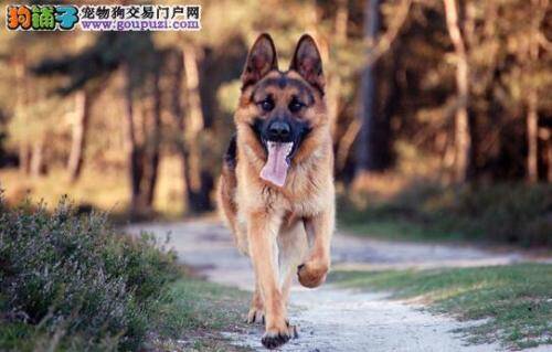 狗狗饲养知识详解 家有德国牧羊犬要注意的饲养攻略