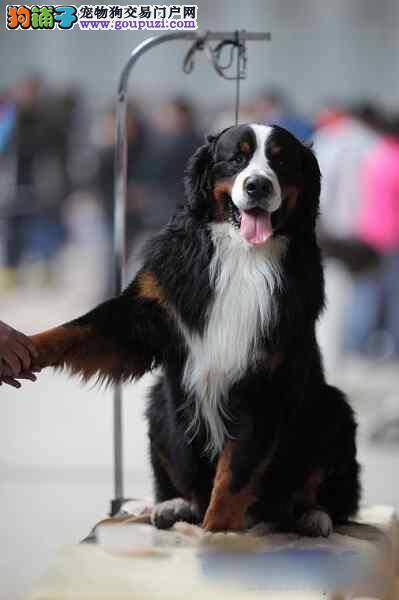 请问怎样让伯恩山犬不再咬人