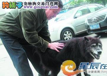 培养孩子的责任感，让孩子与猫猫狗狗亲密接触