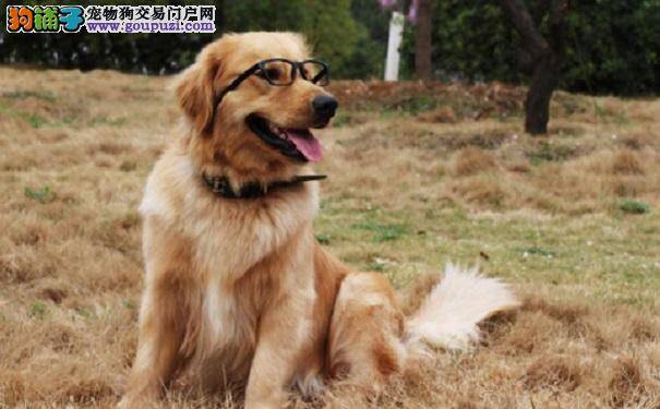 哪些问题会导致金毛便秘？怎么治？