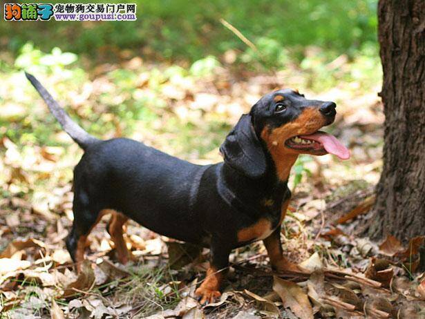 【腊肠犬价格】纯种腊肠犬多少钱一只（全国报价）