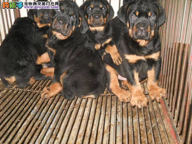 罗威纳犬流黄鼻涕是生病的症状吗