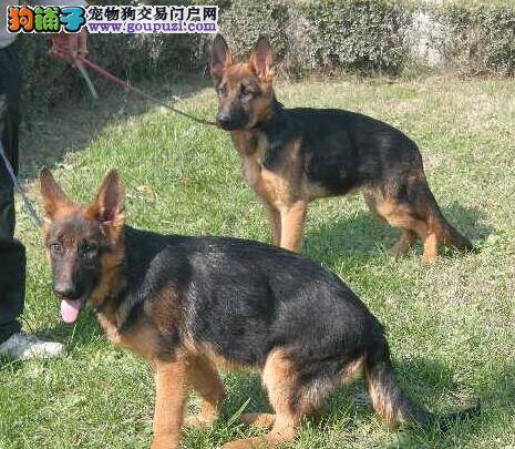 宠物专家支招三大方法解决德国牧羊犬吃药难问题