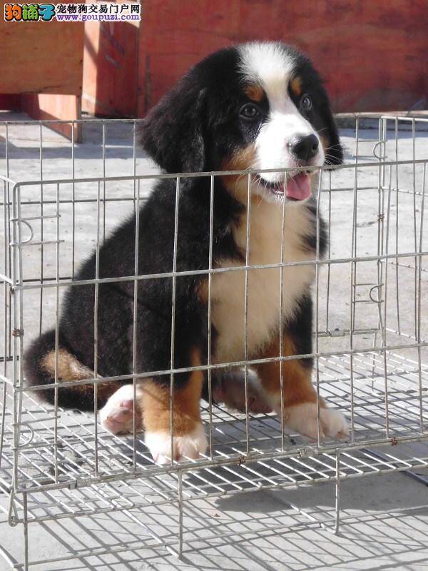 你知道伯恩山犬吃什么最好吗
