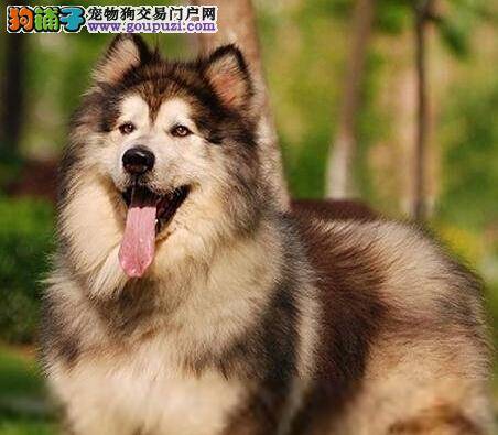 优秀宠物训练全书 如何让阿拉斯加犬学会趴下技能