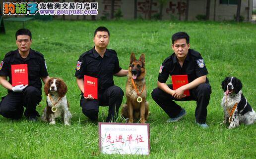 三只警犬荣获公安部“2014年功勋犬”称号