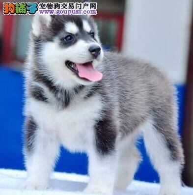 哈士奇不吃不喝呕吐绿色胆汁如何是好