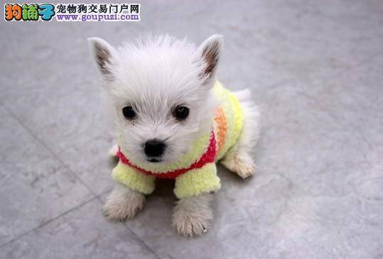 西高地犬适合喝牛奶以及吃鸡蛋吗？