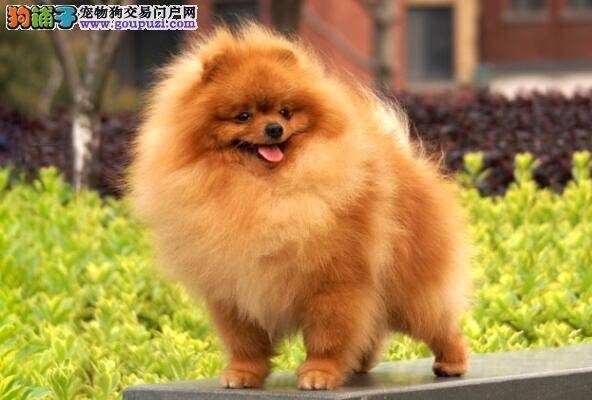 俊朗的博美犬具有哪些优点和特征