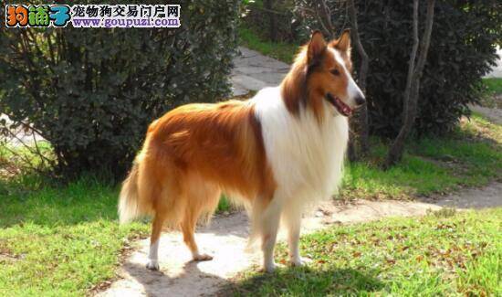 什么样的苏格兰牧羊犬才是好的