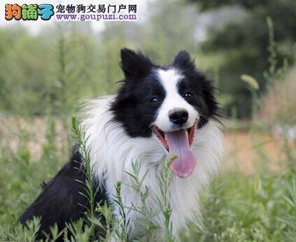寄养宠物新方式 送边境牧羊犬去寄养训练的注意事项