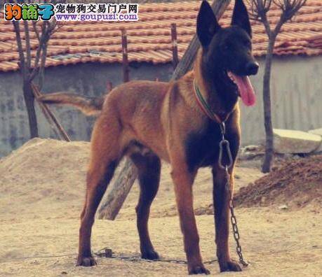 训练马犬不再害怕火光