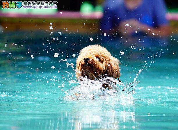 第一届“水上飞汪”宠物运动会开幕 多地狗狗踊跃参加
