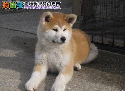 秋田犬咳嗽都一周了如何才能康复