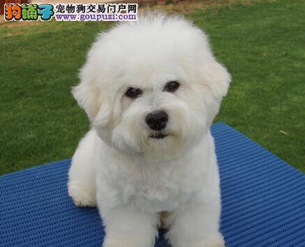 关于龋齿和消化不良 比熊犬常见的疾病应如何治疗