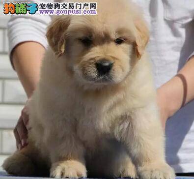 新手选购金毛犬应注意六点