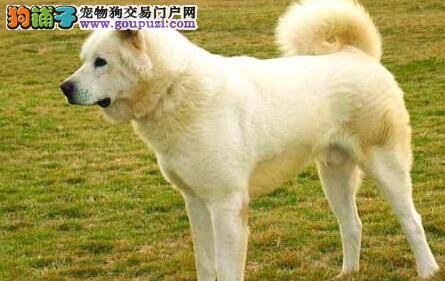 一学就会 快速改正秋田犬的乱咬行为